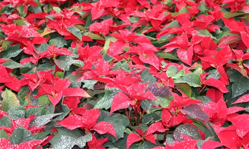 1 66246 original jpg jpeg