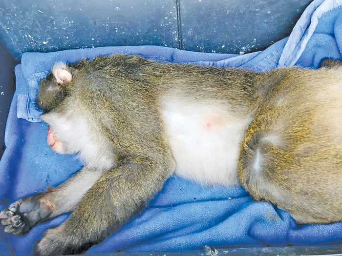 Animalul adormit a fost  transportat la sediul  asociaţiei “Visul Luanei”