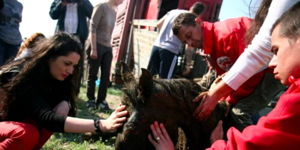 Caii sălbatici de la Letea - Delta Dunării Tulcea Sursa Facebook ARCA