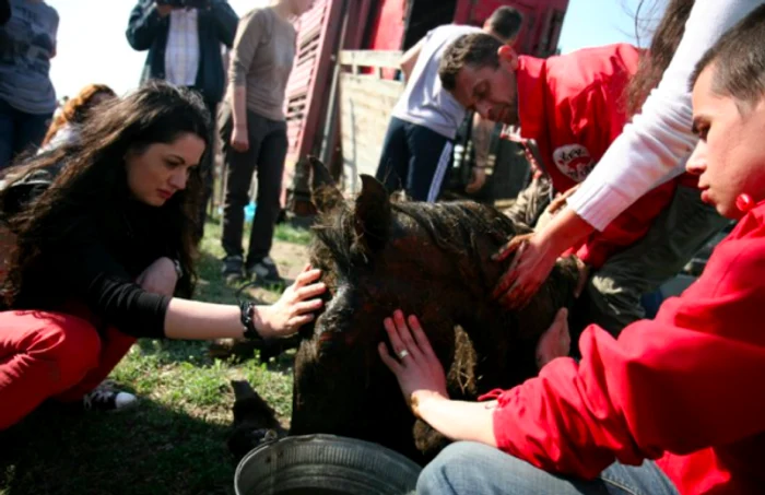 Mai 2011. Caii sălbatici de la Letea Sursa Facebook ARCA