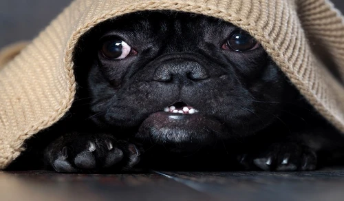 1 81306 original jpg jpeg