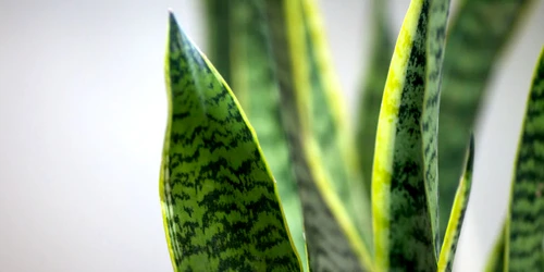 planta sarpe jpg jpeg