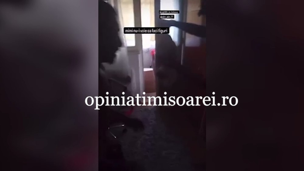 O pisică maidaneză, bătută cu sălbăticie de trei tineri la Reşiţa. Poliția animalelor s-a autosesizat VIDEO