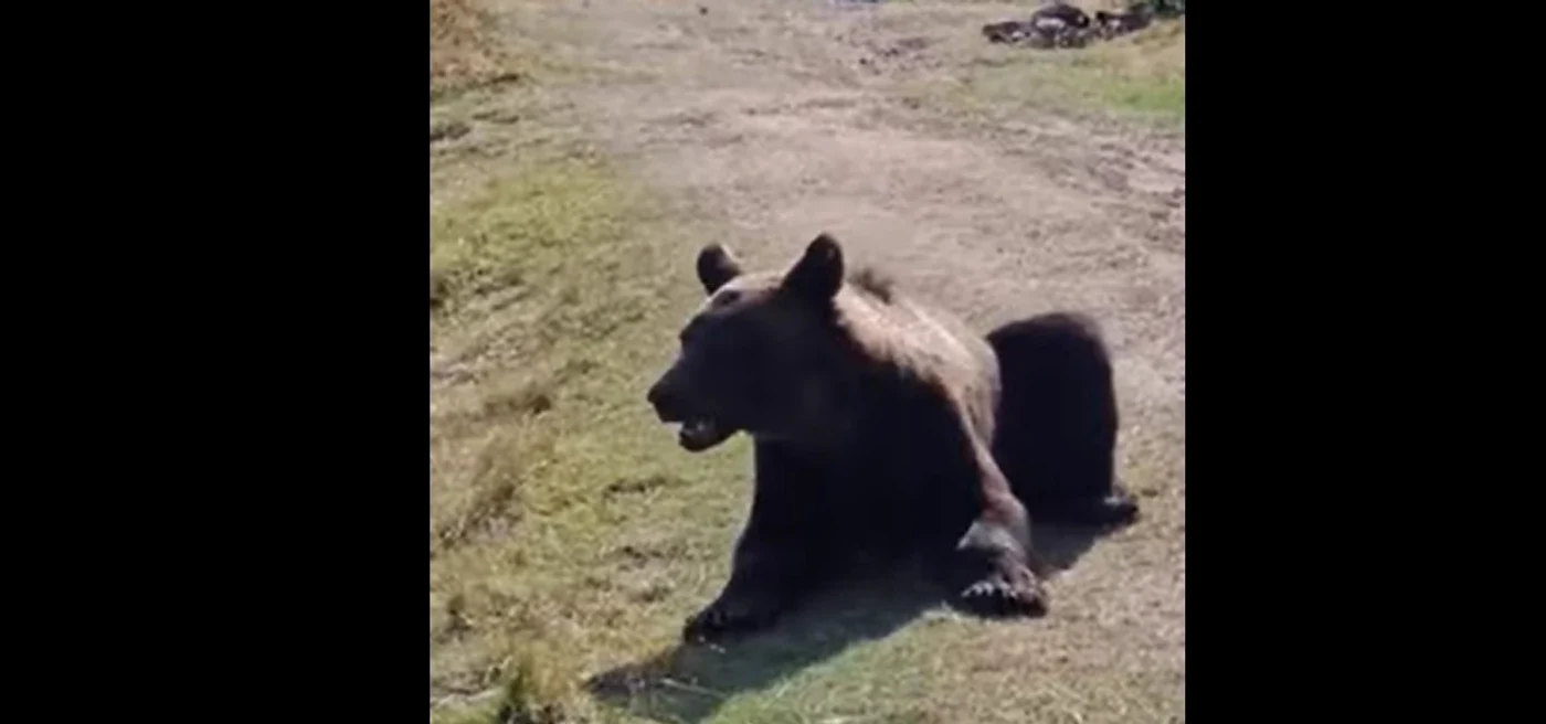 Turiștii au vrut să fotografieze ursul Foto: captură video 