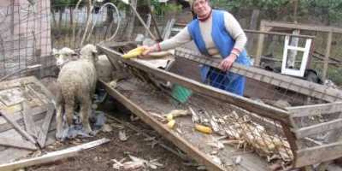 Peste două luni vom afla, cu exactitate, toate informaţiile privind situaţia agricolă (foto: arhiva Adevărul)