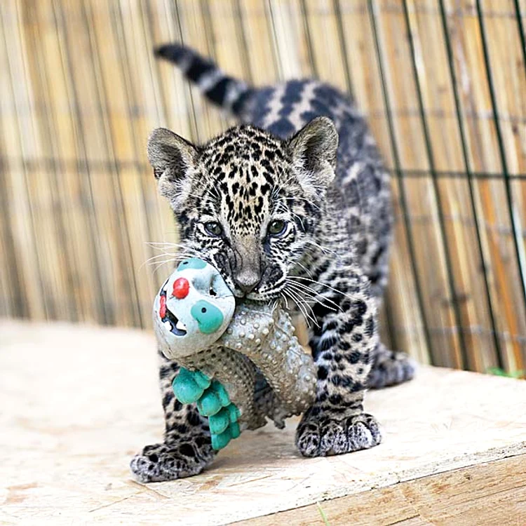 Puiul de jaguar Mai