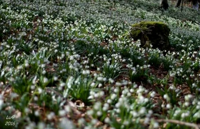 ghiocei foto lucian ignat