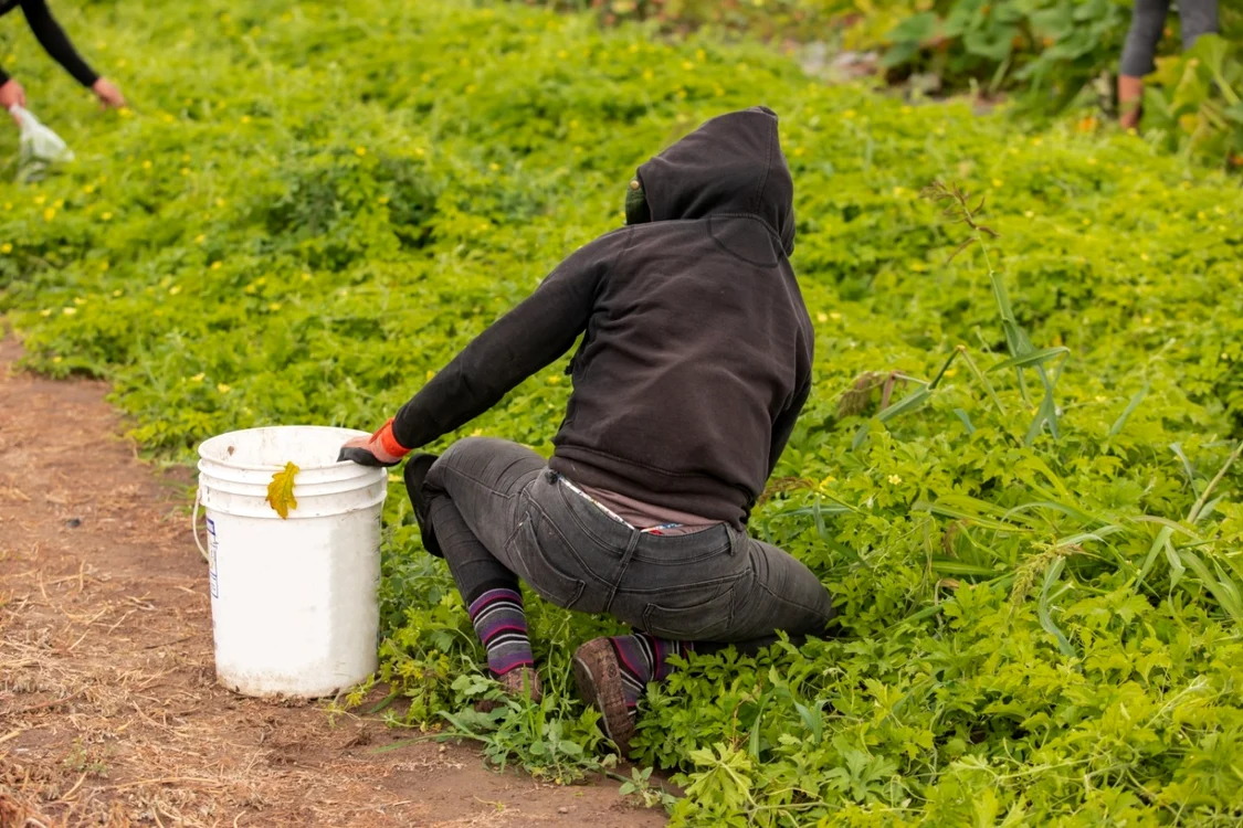 Marea Britanie vrea ca est-europenii să fie aduşi de urgenţă cu avioane pentru a munci în ferme Foto Shutterstock