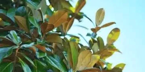 Magnolie. FOTO tuia.ro
