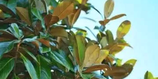 Magnolie. FOTO tuia.ro