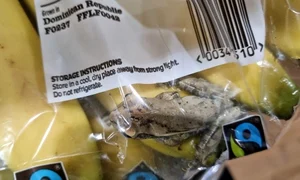 Broscuța a călătorit 7 000 de km în punga de banane jpg