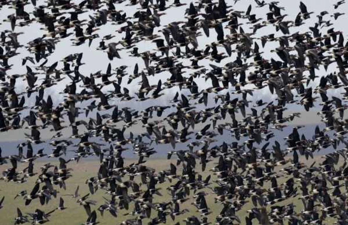 Niciodată în România nu au fost observate atât de multe gâşte cu gât roşi FOTO SOR/Emil Todorov