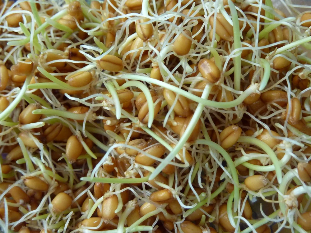 Aceste tratamente naturiste cu grâu încolțit pot fi urmate de oricine, inclusiv de copiifoto: beachhousekitchen.com