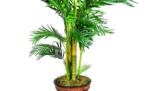 1 46773 original jpg jpeg