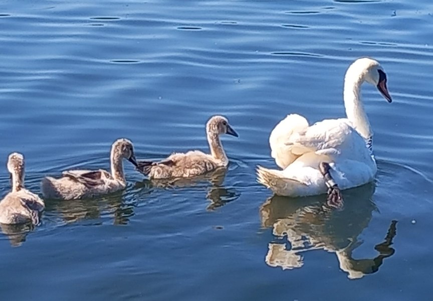 Cum au salvat jandarmii din Constanța o lebădă de pe Lacul Neptun VIDEO 