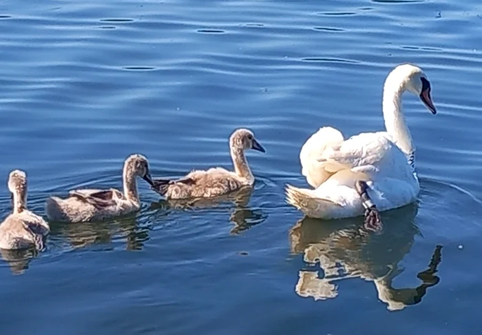 Jandarmii constanteni  au salvat o lebădă prinsă în nylon, pe Lacul Neptun- Foto Facebook 
