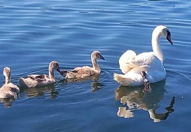 Jandarmii constanteni  au salvat o lebădă prinsă în nylon, pe Lacul Neptun- Foto Facebook 