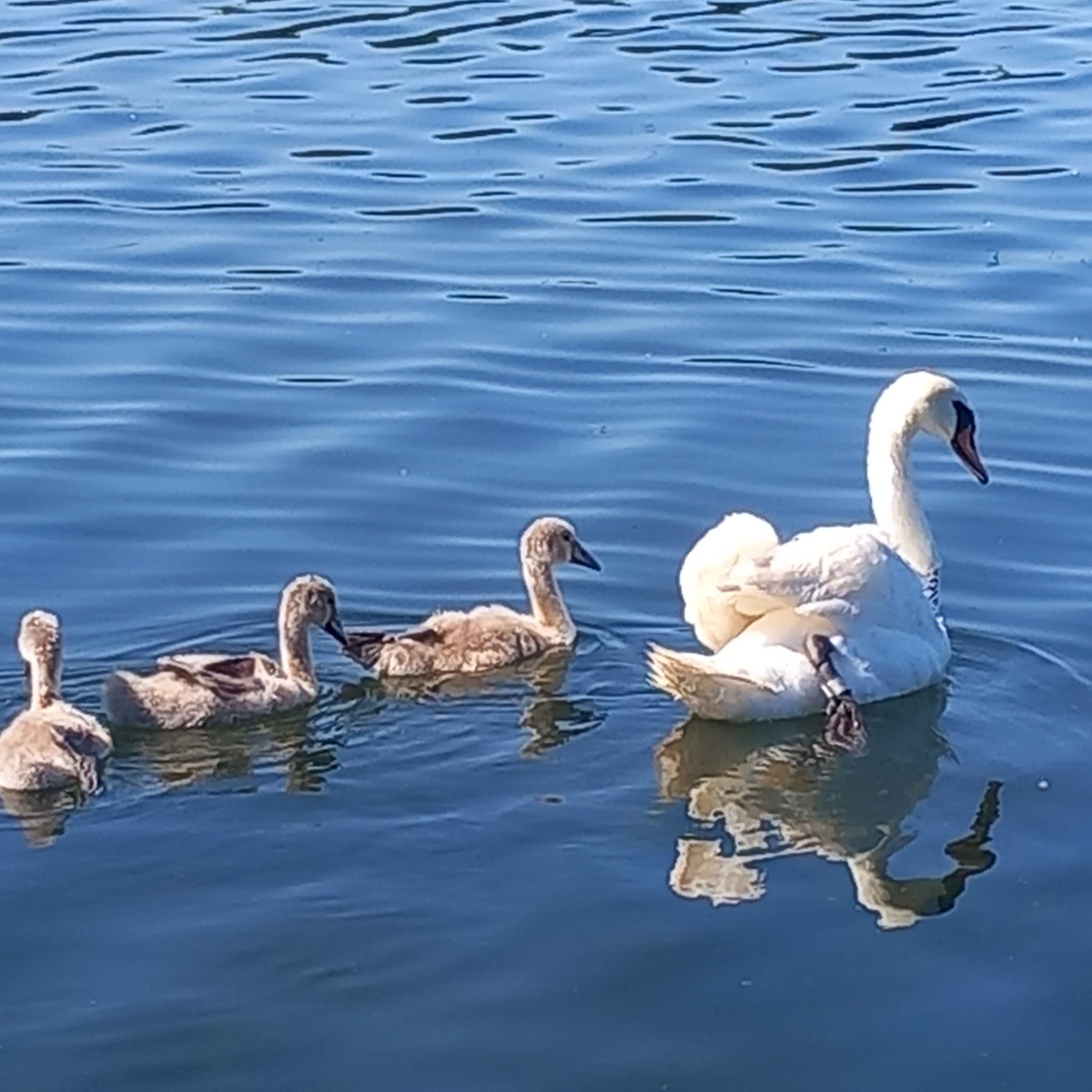 Jandarmii din Constanța au salvat o lebădă de pe lacul Neptun. Jandarmii din Constanța au salvat o lebădă de pe lacul Neptun.
