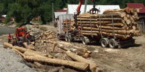 Baia Mare: Parcul Natural, distrus de tăietorii de lemne