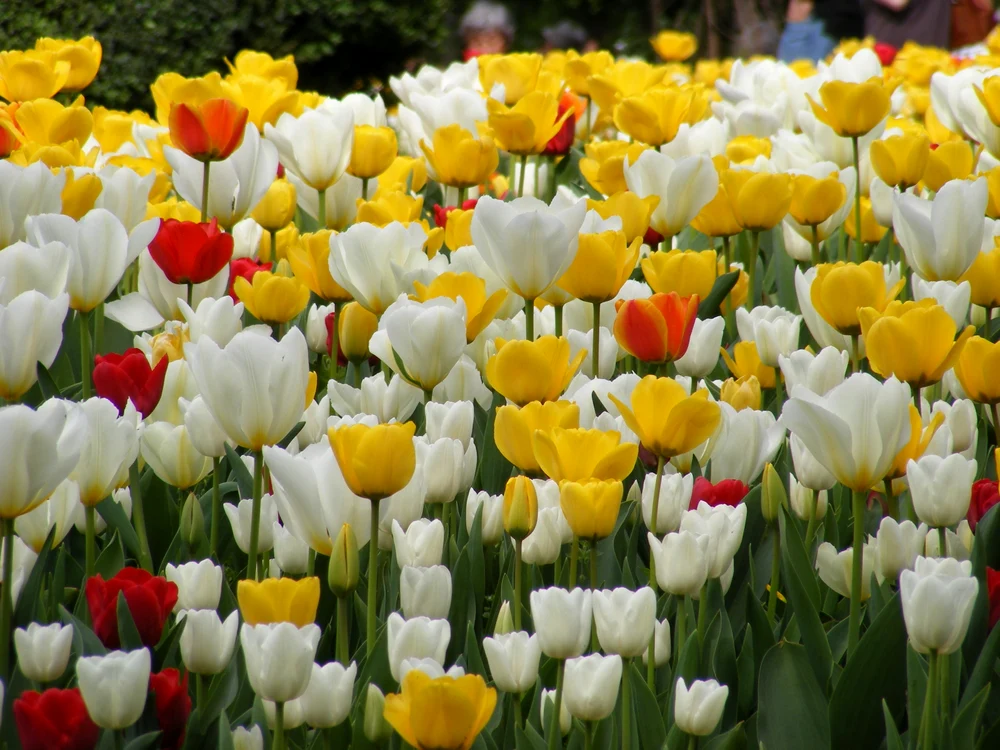 
    Miliarde de flori vor împodobi oraşele ţării  