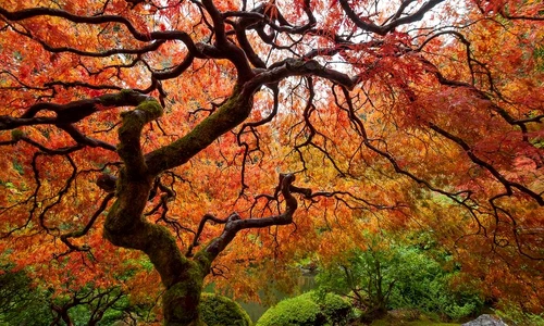 1 78286 original jpg jpeg