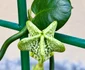 Planta-parașută a înflorit pentru prima dată în Grădina Botanică din București 
