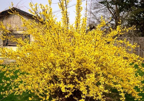 1 62414 original jpg jpeg