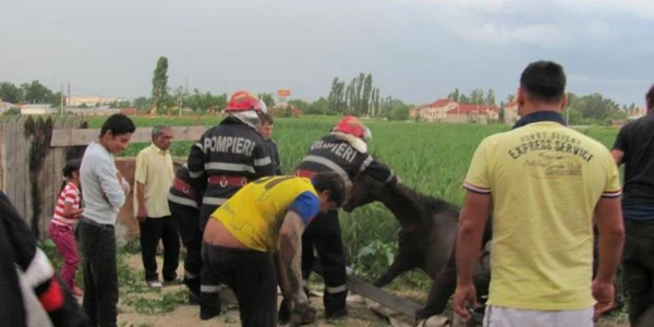 Animalul a fost scos cu ajutorul pompierilor din balta mlăştinoasă 