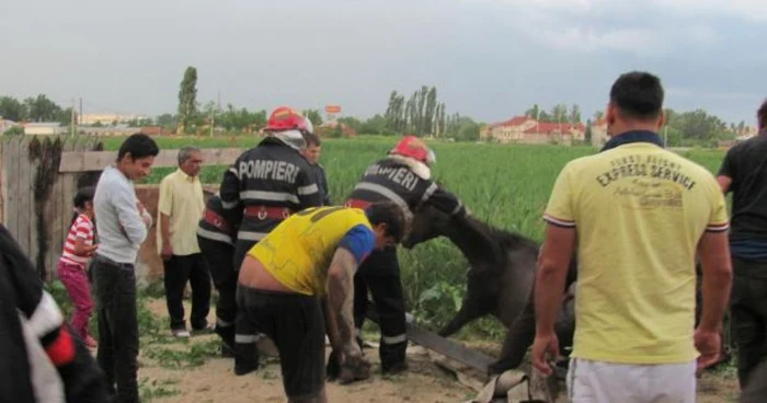 Animalul a fost scos cu ajutorul pompierilor din balta mlăştinoasă 