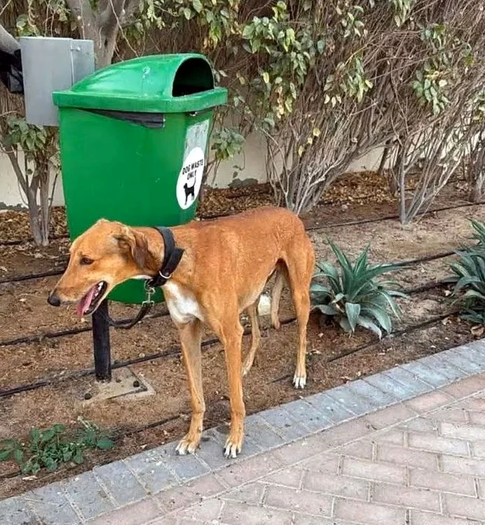 Acest câine a fost legat de un stâlp și abandonat (Foto: X/Instagram)