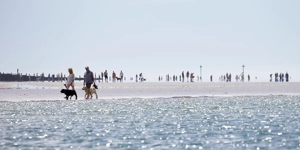 canicula mare plaja jpeg