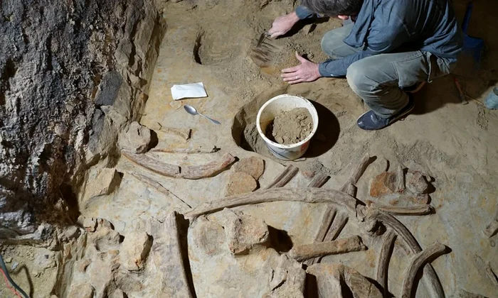 Oase de mamut descoperite în orașul austriac Gobelsburg (© Institutul Austriac de Arheologie al Academiei Austriece de Științe (ÖeAW ÖeAI) / H. Parow-Souchon)