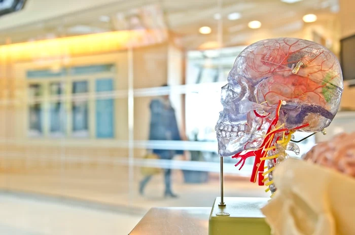 Creierul are zeci de miliarde de neuroni FOTO: Unsplash.com