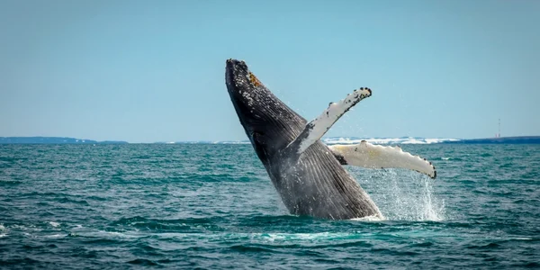 balena cu cocoasa islanda foto shutterstock