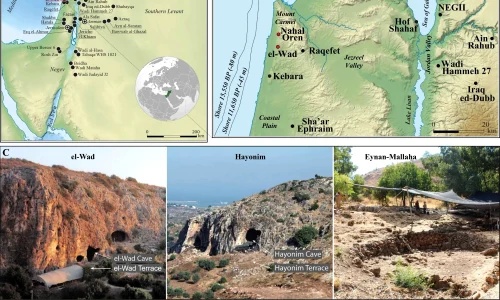 Map of the Levant showing the location of the four Natufian sites in red analyzed in this study The site of el Wad Terrace is excavated by the University of Haifa Nahal Oren and Hayonim were excavated by the Hebrew University of Jerusal webp