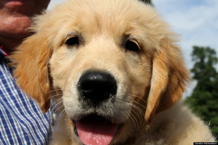 golden retrieveri foto gordon richardson/huffingtonpost.com