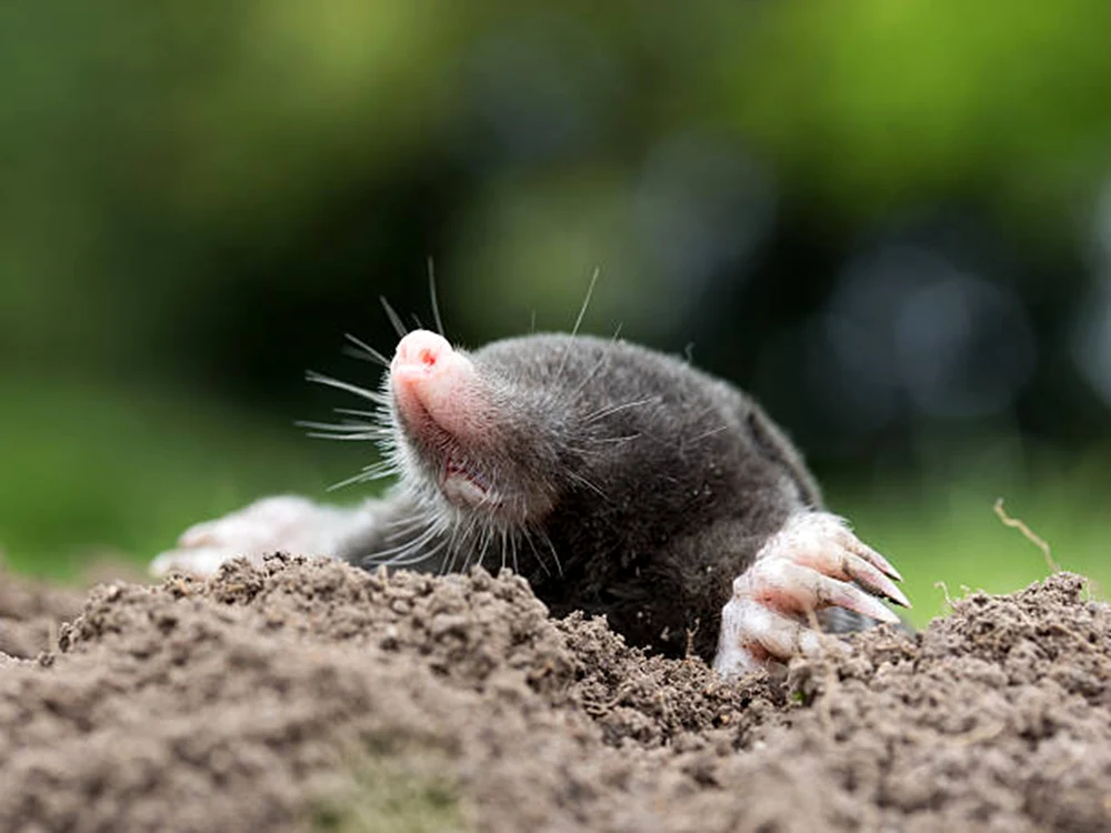 Cârtiță FOTO: IStock