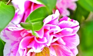 1 47777 original jpg jpeg