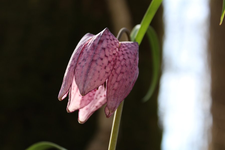 A înflorit una dintre cele mai rare plante din România. Imagini superbe cu delicata lalea pestriță FOTO
