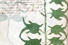 Codul Voynich este cel mai misterios manuscris din lume jpeg