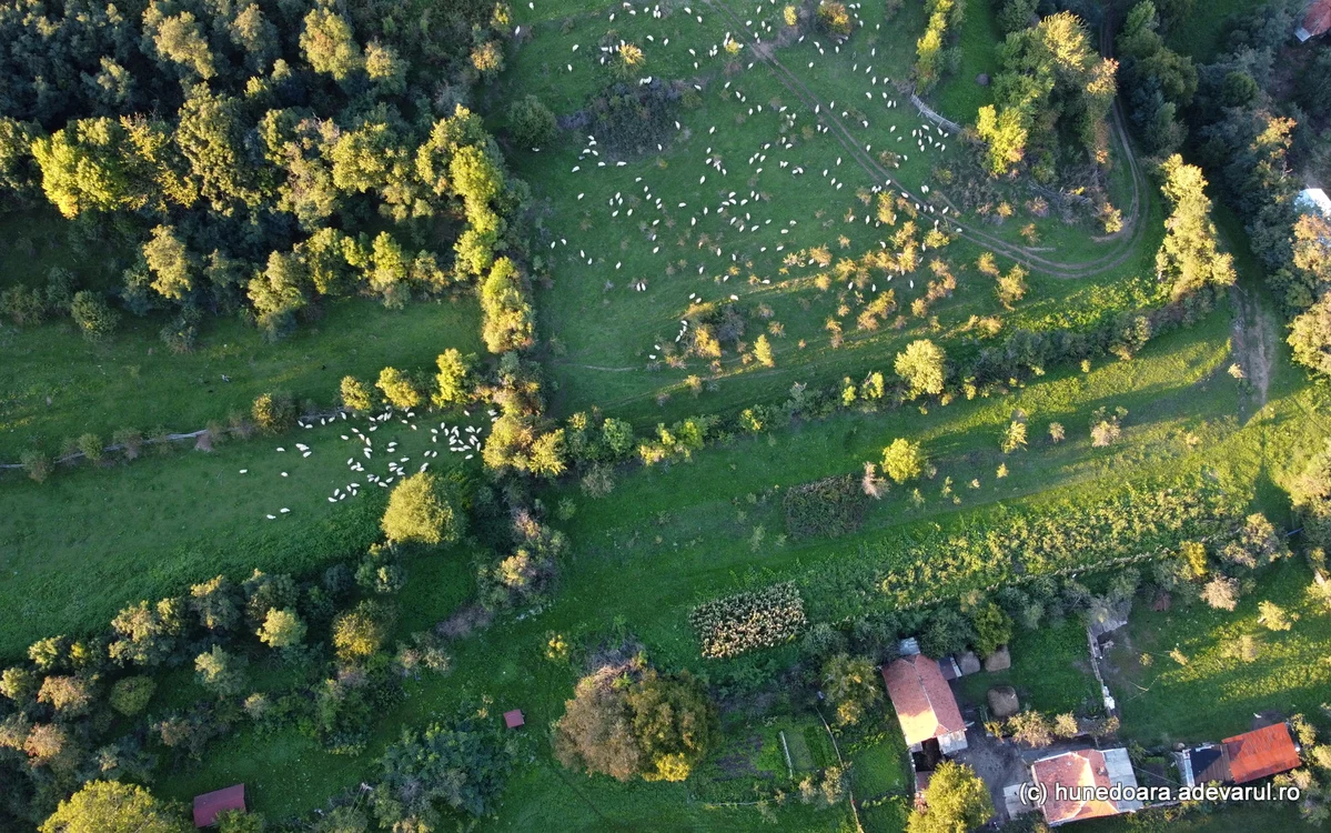 Oi în Cerbăl. Foto: Daniel Guță