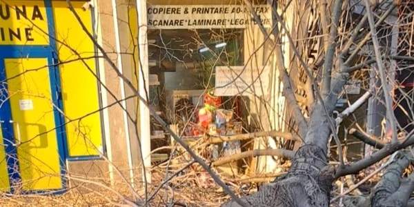 Copac prabusit pitesti