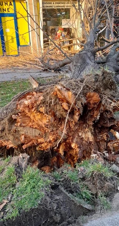 Zeci de arbori au fost rupţi în timpul furtunii, în judeţul Mureş. Foto ilustrativă Arhivă