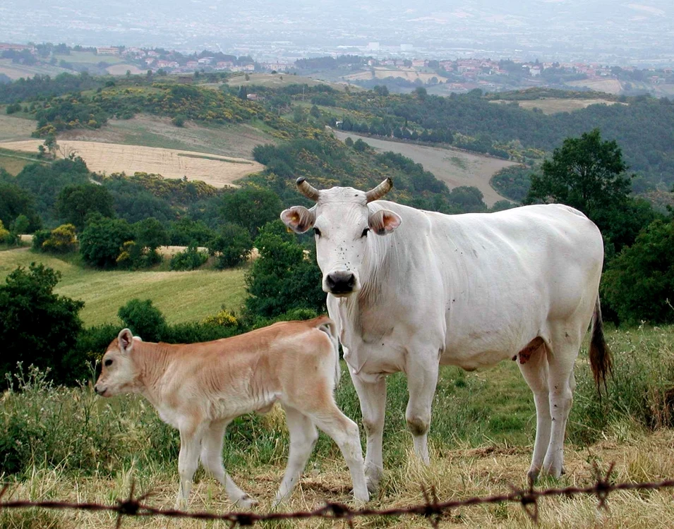 Chianina Toscana jpg jpeg