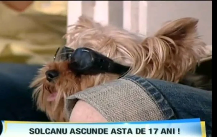 
    Patrupedul lui Solcanu poarta ochelari de soare  