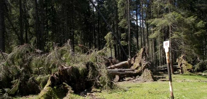 În zona drumului spre Poiana Pelegiiau avut loc căderi de copaci. ARHIVĂ. PNR.