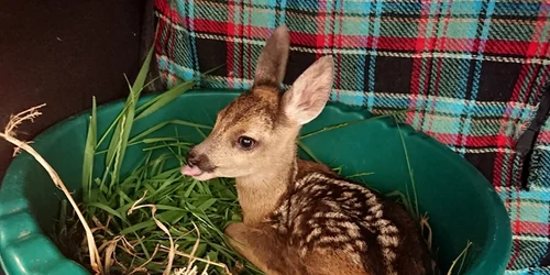 bambi