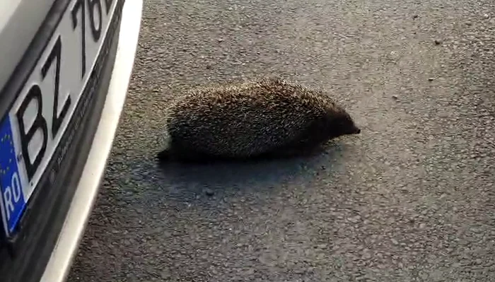 Aricii ajută la însătănătoșirea grădinilor. Captură video