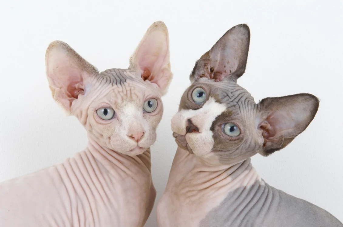 Pisica Sphynx, cea mai prietenoasă FOTO Daily Mail