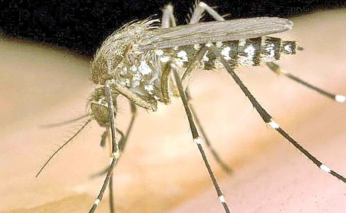 În India au apărut virusurile Chikungunya şi Dengue, transmise de ţânţarii infectaţi